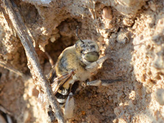 Amegilla quadrifasciata