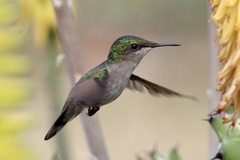 Orthorhyncus cristatus