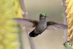 Orthorhyncus cristatus