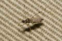 Gampsocoris punctipes