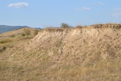 Amegilla quadrifasciata