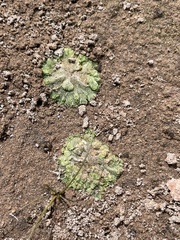 Riccia cavernosa