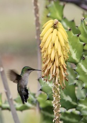 Orthorhyncus cristatus