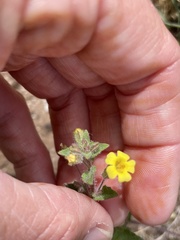 Erythranthe floribunda
