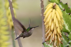 Orthorhyncus cristatus