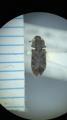 Namunaria pacifica