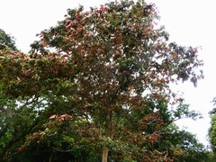 Lagerstroemia floribunda