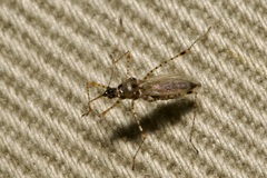 Gampsocoris punctipes