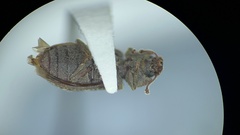 Namunaria pacifica