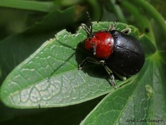Cacoscelis nigripennis