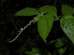 Gonzalagunia dicocca