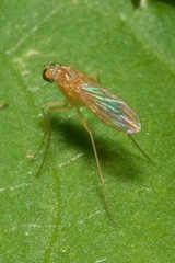 Xanthochlorus