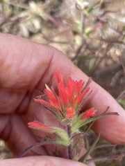 Castilleja bryantii