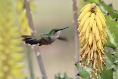 Orthorhyncus cristatus