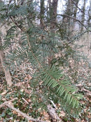 Taxodium distichum