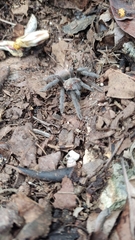 Tliltocatl epicureanus