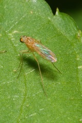 Xanthochlorus