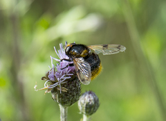 Volucella bombylans
