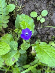 Browallia americana