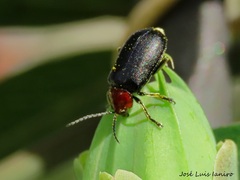 Cacoscelis nigripennis