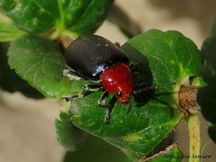 Cacoscelis nigripennis