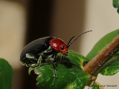Cacoscelis nigripennis
