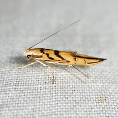 Trachydora chrysodoxa