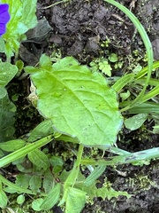 Browallia americana