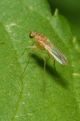 Xanthochlorus