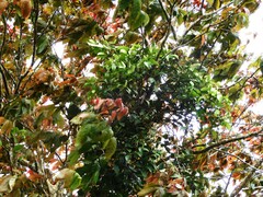 Lagerstroemia floribunda