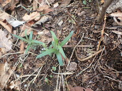 Phlox pilosa