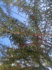 Crescentia alata