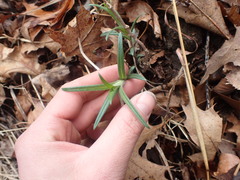 Phlox pilosa