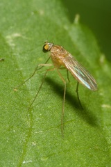 Xanthochlorus
