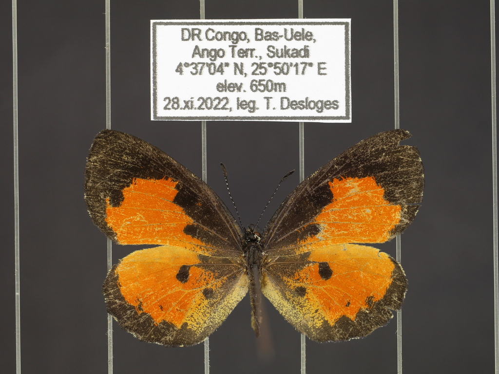 Mimeresia drucei