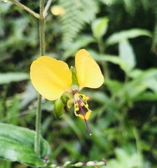 Aneilema aequinoctiale