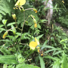 Aneilema aequinoctiale