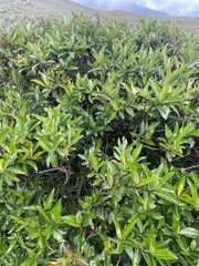 Baccharis