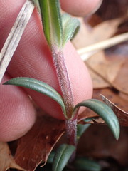 Phlox pilosa