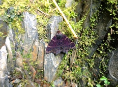 Coronidia