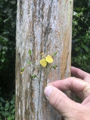 Aneilema aequinoctiale