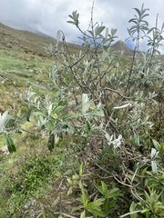 Buddleja incana