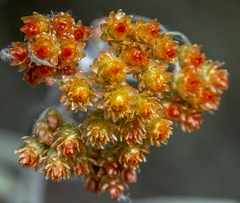 Helichrysum arenarium