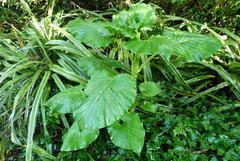 Cardiocrinum giganteum