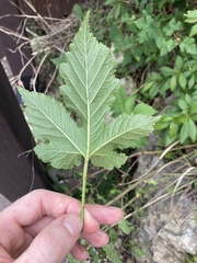 Rubus crataegifolius