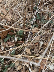 Erigeron pulchellus