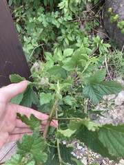 Rubus crataegifolius