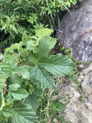 Rubus crataegifolius