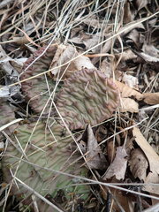 Opuntia humifusa