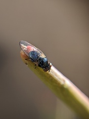 Lonchaea